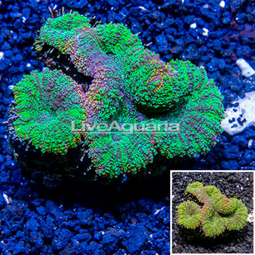 Lobophyllia Coral Australia