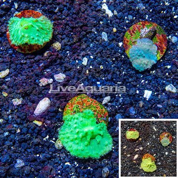 LiveAquaria® Cultured Green Cabbage Leather Coral, Three Pack