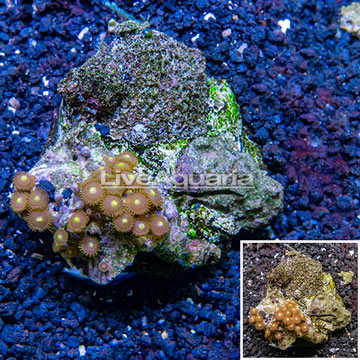 Zoanthus Coral Indonesia
