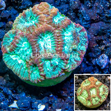 LiveAquaria® Cultured Favia Coral