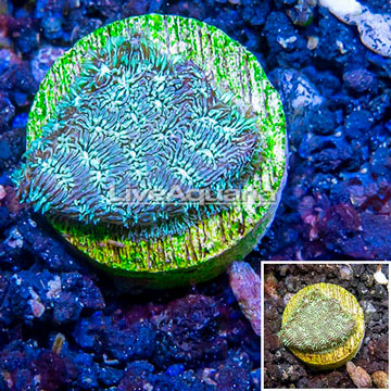 LiveAquaria® Cultured Leptoseris Coral