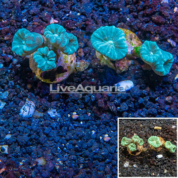 LiveAquaria® Two Pack Cultured Caulastrea Coral