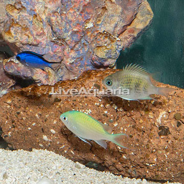 Green Chromis, Blue Reef Chromis and Sunshine Chromis Trio