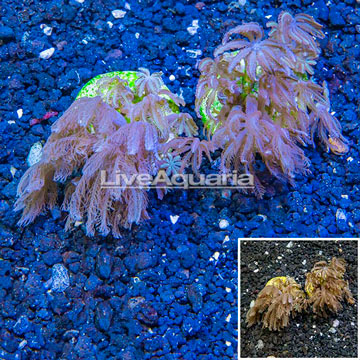 LiveAquaria® Cultured Anthelia Coral, Two Pack