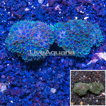 LiveAquaria® Two Pack Cultured Sympodium Coral