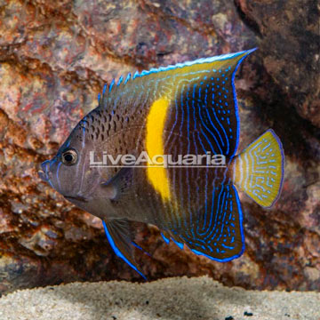 Maculosus Angelfish