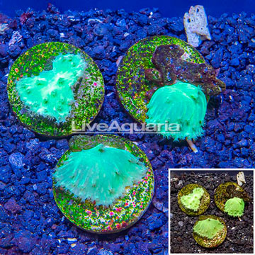 LiveAquaria® Three Pack Cultured Green Cabbage Leather Coral