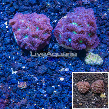 LiveAquaria® Two Pack Cultured Blastomussa Coral