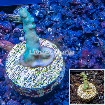 LiveAquaria® Cultured Acropora Coral