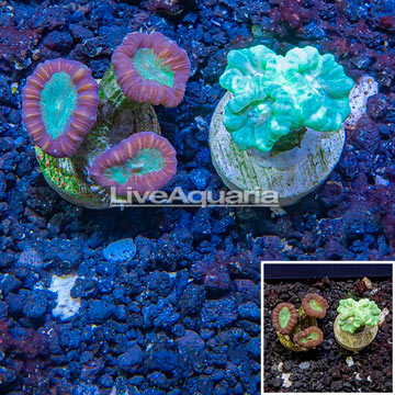 LiveAquaria® Two Pack Cultured Caulastrea Coral