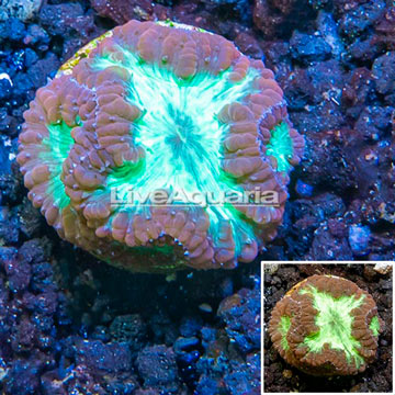 LiveAquaria® Cultured Blastomussa Coral