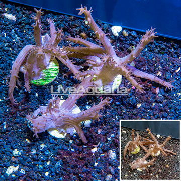 LiveAquaria® Three Pack Cultured Tree Coral