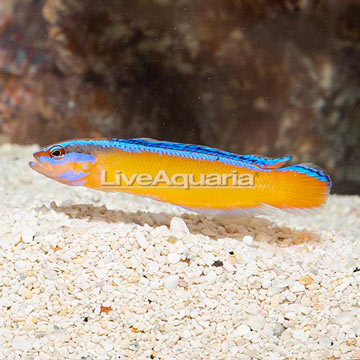 Neon Dottyback