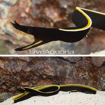 Black Ribbon Eel EXPERT ONLY
