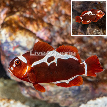 Peacekeeper Maroon Clownfish [Blemish]