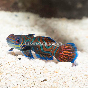 Red Mandarin, Female