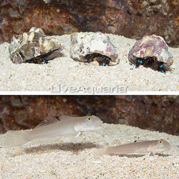 Blue Spotted Goby Pair With Blue Leg Hermit Crab Trio