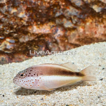 Freckled Hawkfish 
