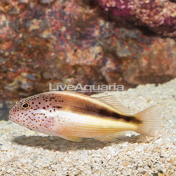 Freckled Hawkfish 