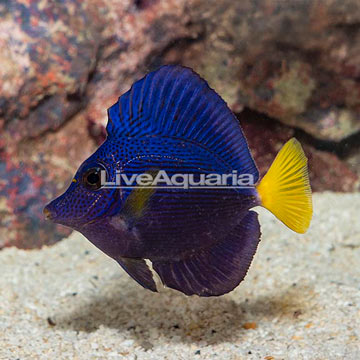 Purple Tang [Blemish]