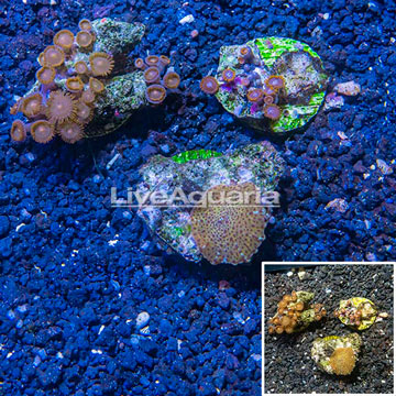 Three Pack Zoanthus and Rhodactis Coral Indonesia