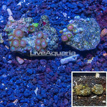 Two Pack Zoanthus Coral Indonesia
