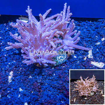 Tree Coral Indonesia