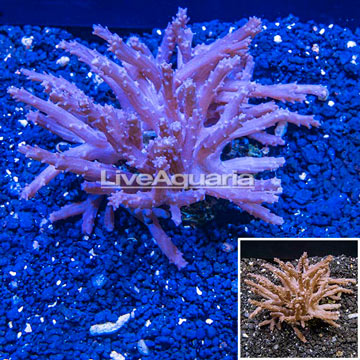 Tree Coral Indonesia