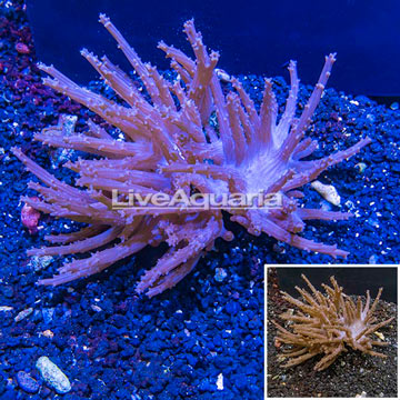 Tree Coral Indonesia