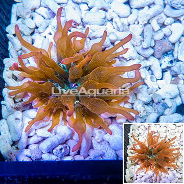 Grade A Rose Bubble Tip Anemone