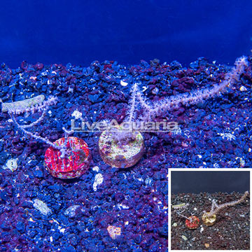 LiveAquaria® Two Pack Cultured Purple Sea Whip