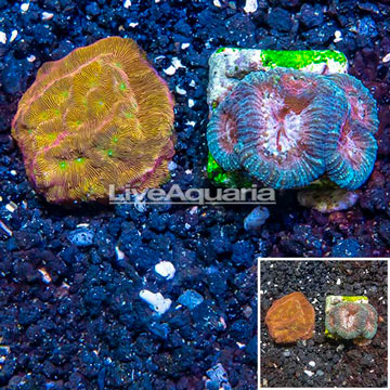 LiveAquaria® Two Pack Goinastrea and Leptoseris Coral