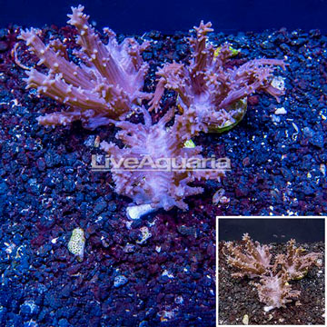 LiveAquaria® Three Pack Cultured Tree Coral
