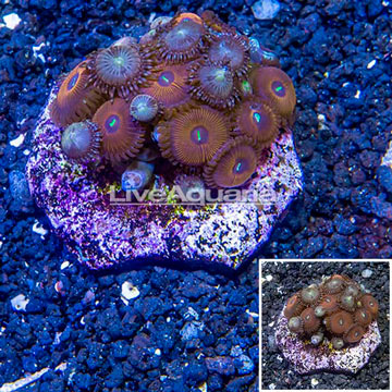 Zoanthus Coral Indonesia