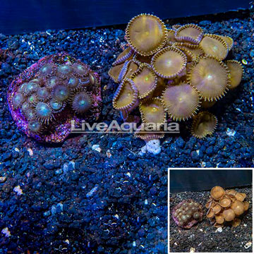 Two Pack Zoanthus and Button Polyp Coral Indonesia
