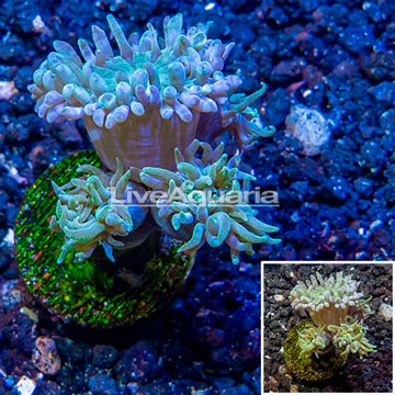 LiveAquaria® Cultured Ultra Duncan Coral