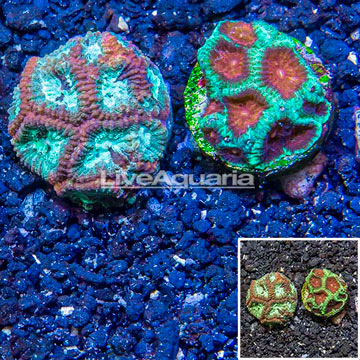 LiveAquaria® Two Pack Cultured Favia Coral