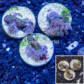 LiveAquaria® Three Pack Cultured Xenia Coral