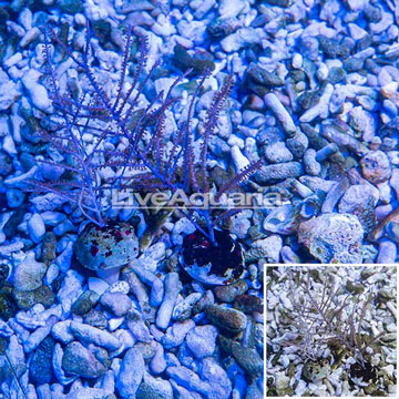 Purple Sea Whip, Two Pack