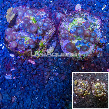 Two Pack Zoanthus Coral Indonesia