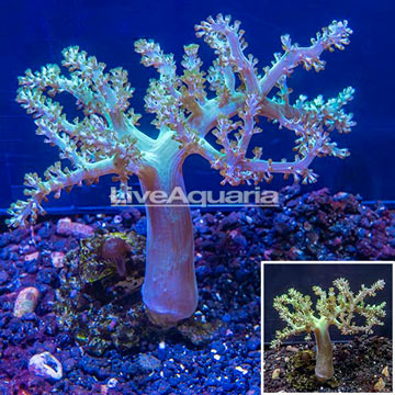Pineapple Tree Coral Indonesia