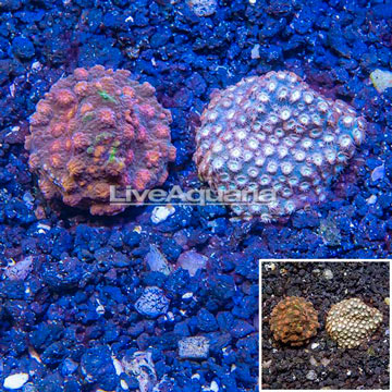 LiveAquaria® Two Pack Cultured Cyphastrea Frag