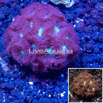 LiveAquaria® Cultured Purple Blastomussa Coral