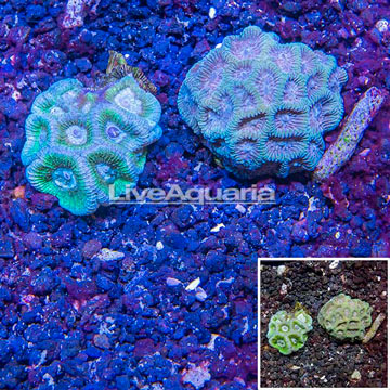 LiveAquaria® Two Pack Cultured Goniastrea Brain Coral