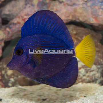 Purple Tang