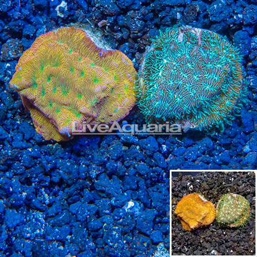 LiveAquaria® Two Pack Cultured Leptoseris Coral