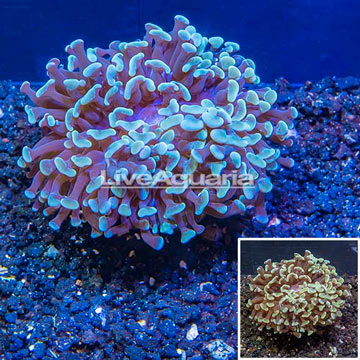 LiveAquaria® Cultured Hammer Coral