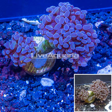 LiveAquaria® Cultured Hammer Coral