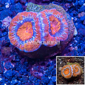 LiveAquaria® Cultured Acan Lord Coral