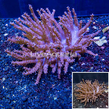 Tree Coral Indonesia